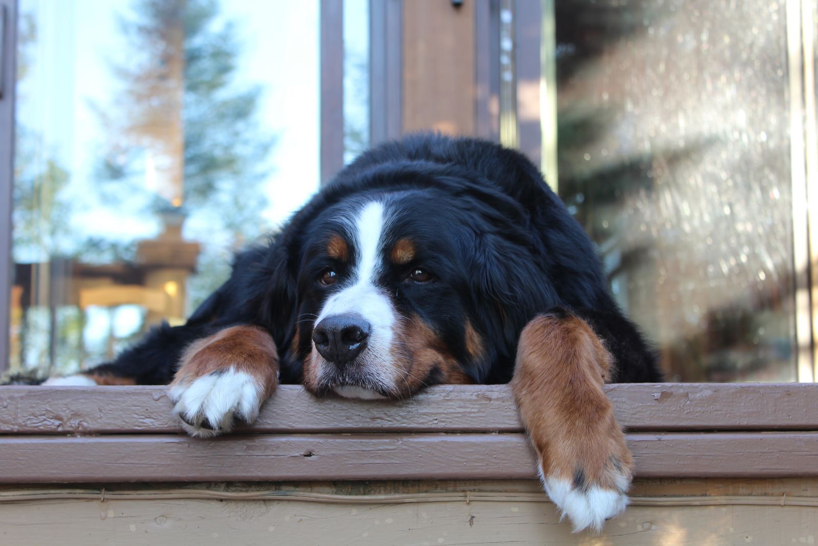 Heartland-Dog-on-Cabin-Steps-Shutterstock.jpg