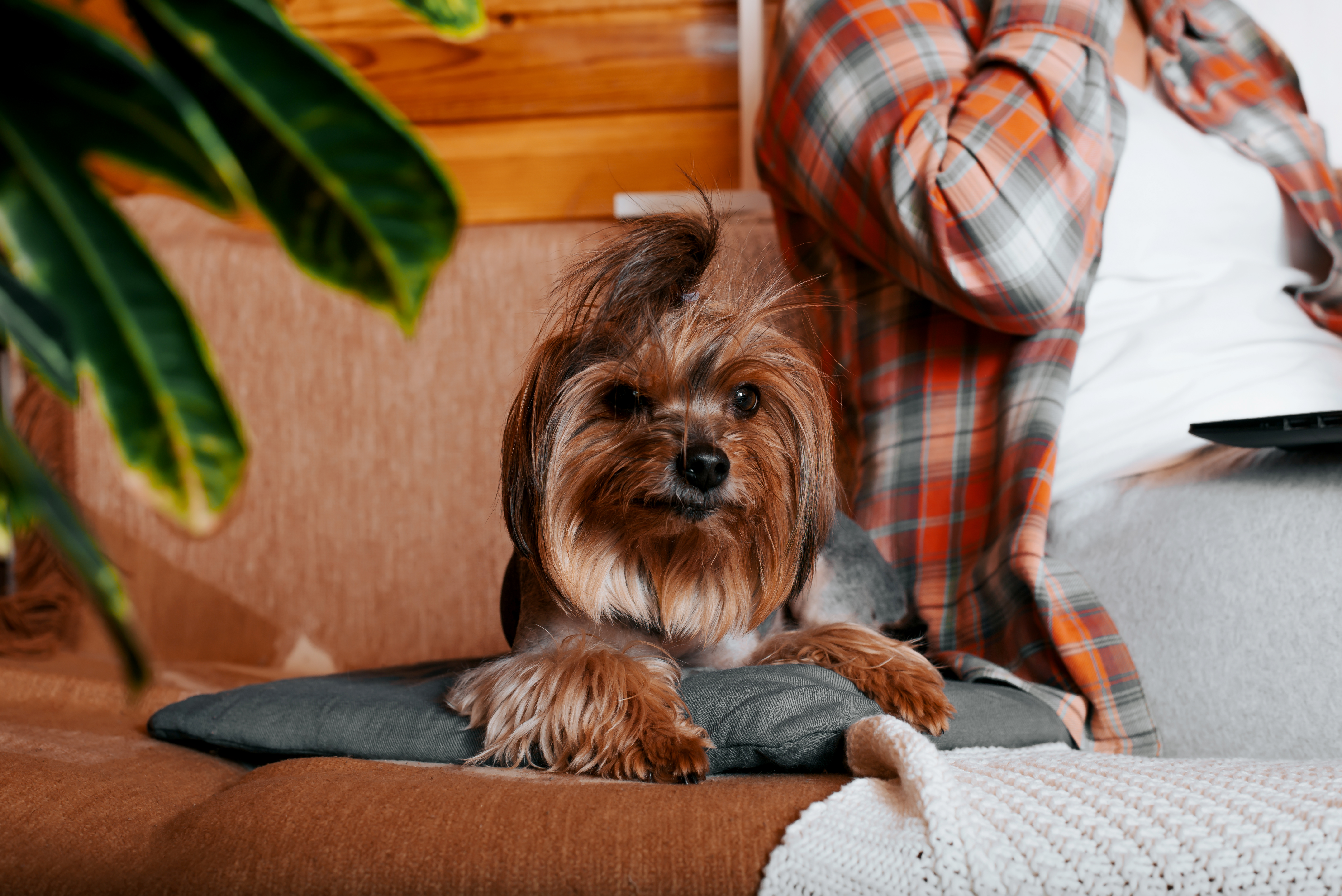 portrait-of-dog-lying-on-sofa-next-to-woman-at-hom-2023-11-27-04-52-55-utc.jpg