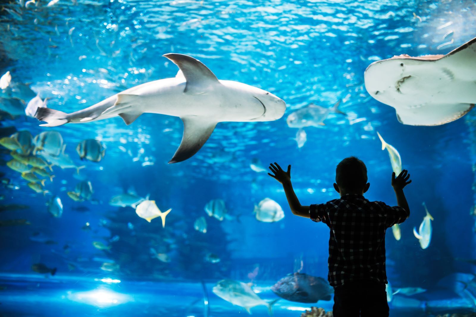 kid-at-aquarium-shutterstock.jpg