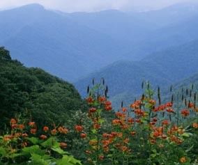 smokymountain_wildflowers.jpg