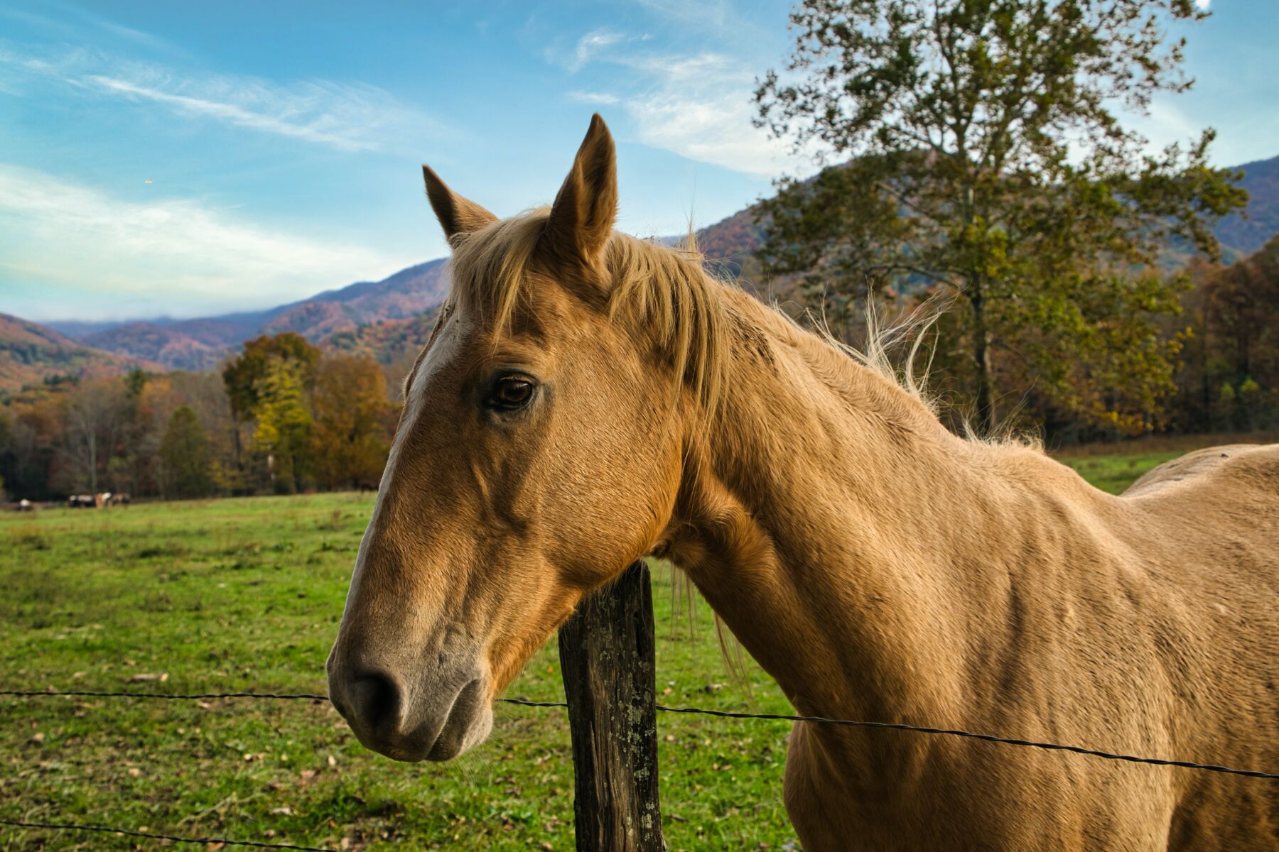 10-Fall-Activities-to-Do-in-the-Smoky-Mountains-A-Guide-for-Nature-Lovers.jpg