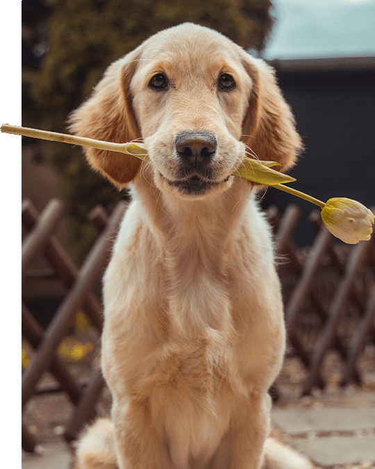 Pet friendly rentals